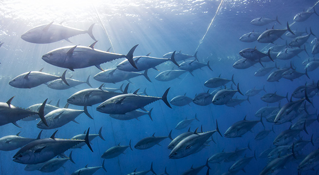 school of fish swimming in water